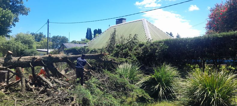 Las cuadrillas de operarios trabajaron para remover el árbol caído en el barrio Aeroclub en la tormenta de la madrugada de este sábado y distintos incidentes en diferentes puntos de la ciudad de Pergamino.