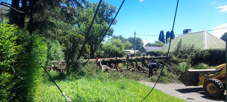Las cuadrillas de operarios trabajaron para remover el árbol caído en el barrio Aeroclub en la tormenta de la madrugada de este sábado y distintos incidentes en diferentes puntos de la ciudad de Pergamino.