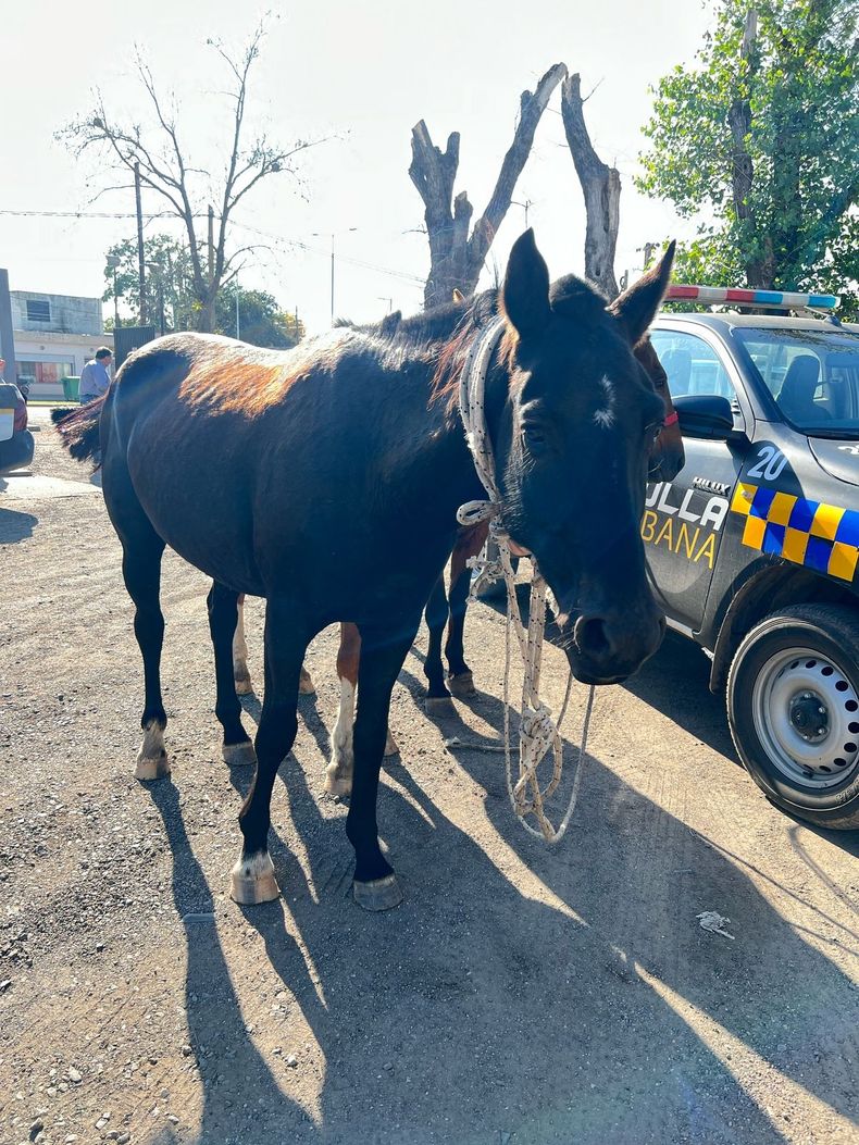 Los caballos fueron reconocidos como los sustraídos recientemente de las instalaciones comunales.