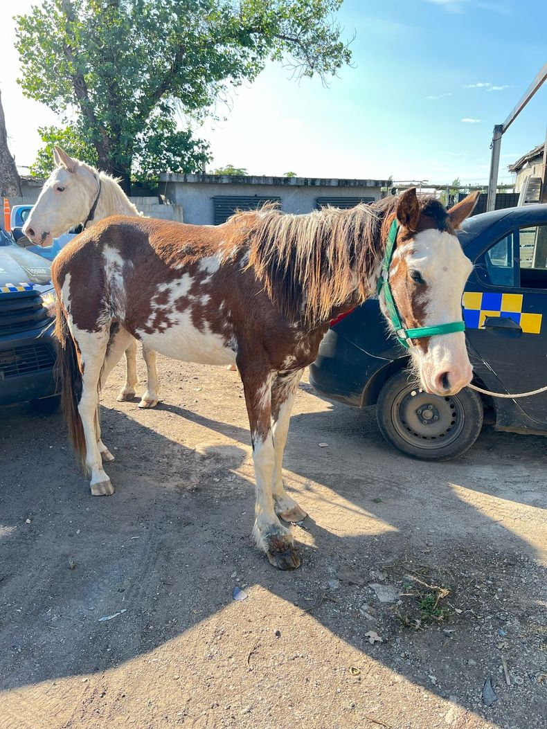 Los caballos recuperados se encuentran nuevamente en el predio municipal de bulevar Tucumán.