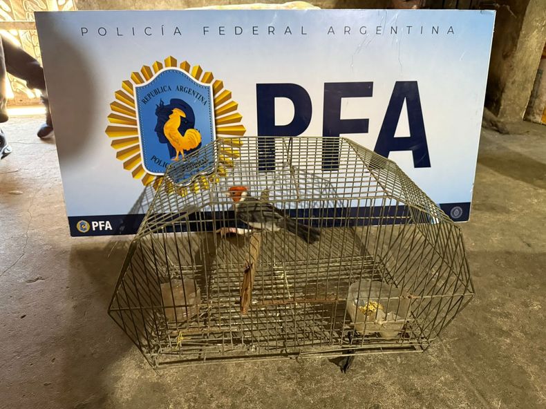 En una jaula tenían aves silvestres.