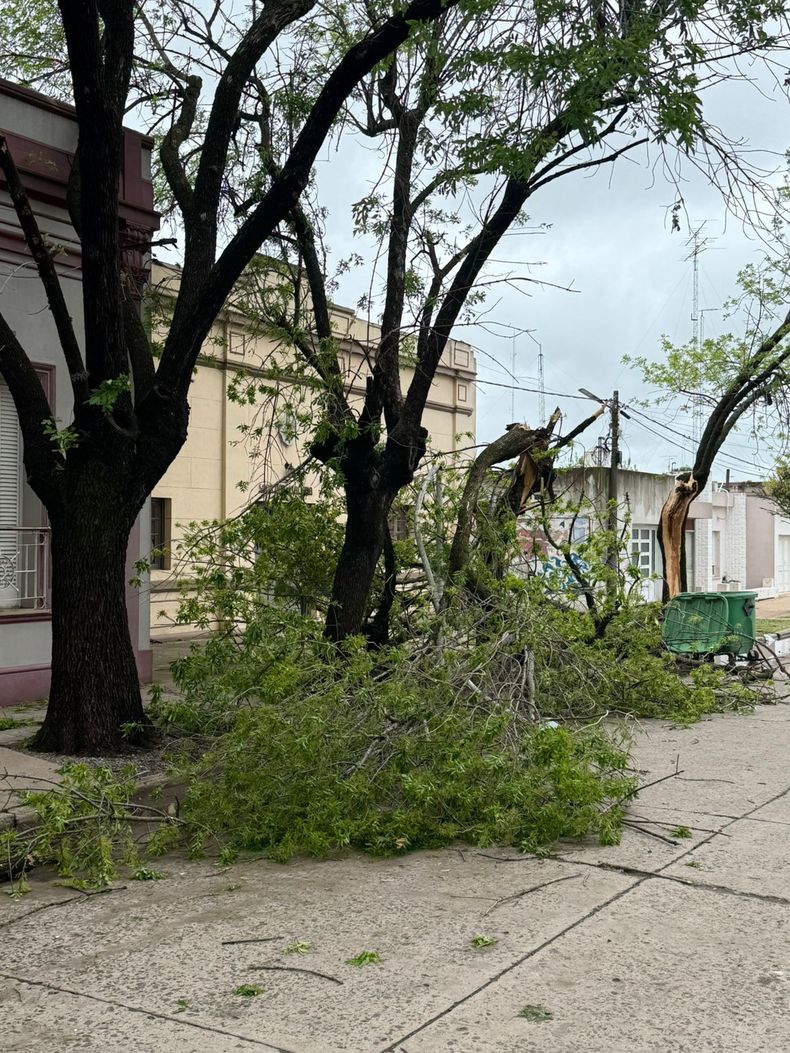 En El Socorro hubo voladura de techos, caída de árboles y cortes de energía.