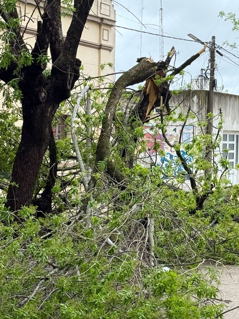 En El Socorro hubo voladura de techos, caída de árboles y cortes de energía.